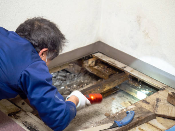 Best Toxic Mold Removal  in Crothersville, IN