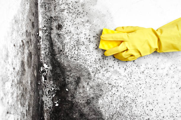 Office Mold Removal Services in Crothersville, IN