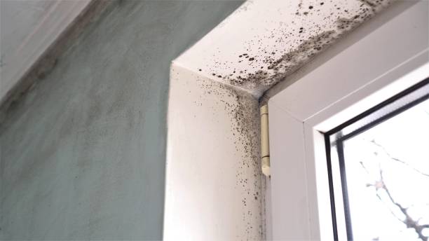 Best Mold Cleaning Services  in Crothersville, IN