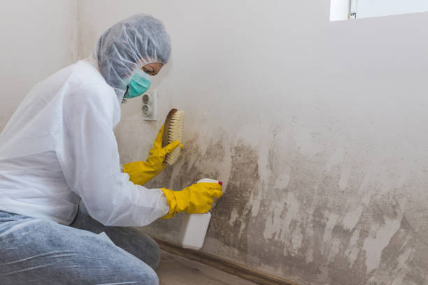 Best Best Mold Removal Companies  in Crothersville, IN