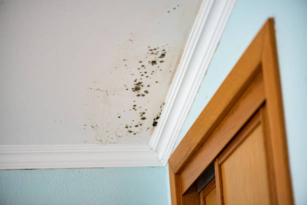 Best Attic Mold Removal  in Crothersville, IN