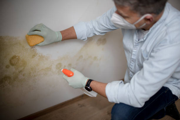 Best Professional Mold Removal  in Crothersville, IN