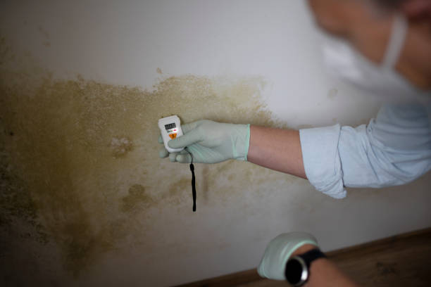 Best Water Damage Restoration  in Crothersville, IN