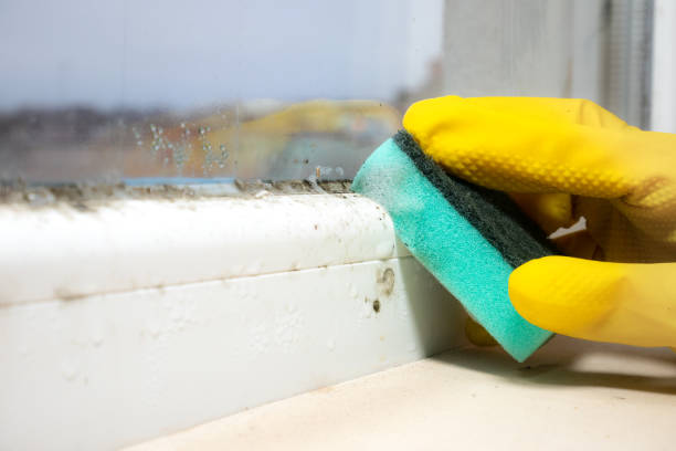 Mold Removal Process in Crothersville, IN