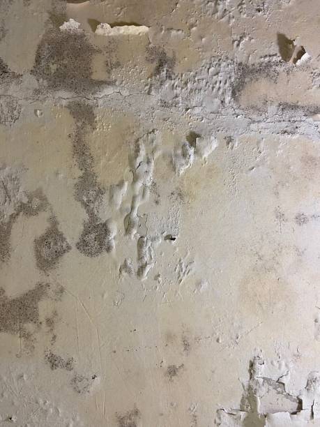 Best Commercial Mold Removal  in Crothersville, IN
