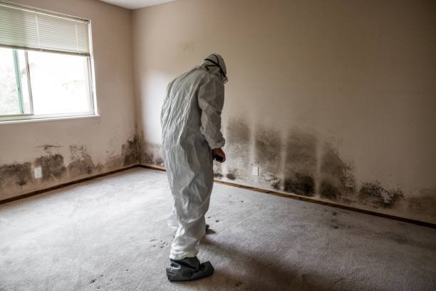 Best Affordable Mold Removal  in Crothersville, IN