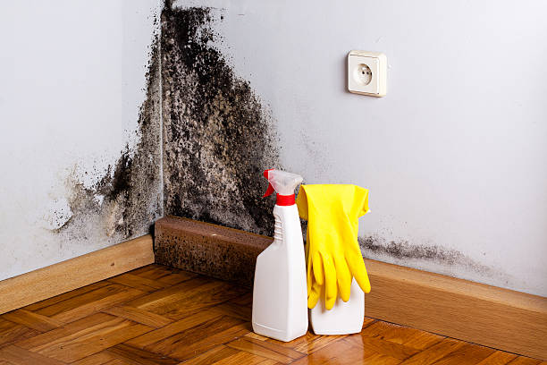 Best Certified Mold Removal  in Crothersville, IN