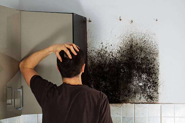 Best Local Mold Removal Service  in Crothersville, IN